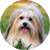 Havanese